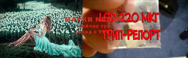 прущие грибы Богданович