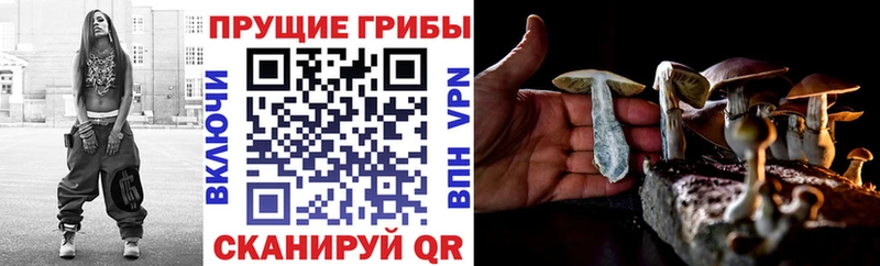 Псилоцибиновые грибы Psilocybe  блэк спрут онион  Когалым 